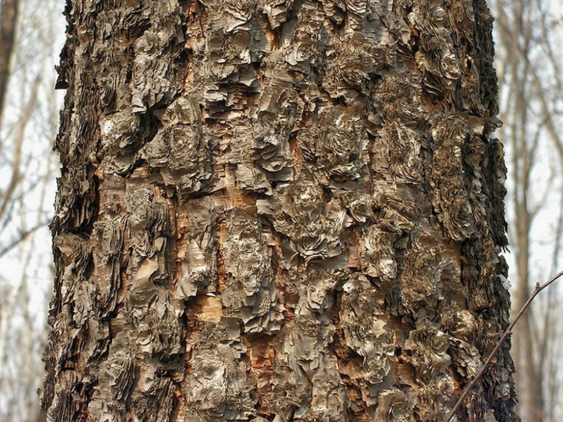 Image of Betula dauurica specimen.