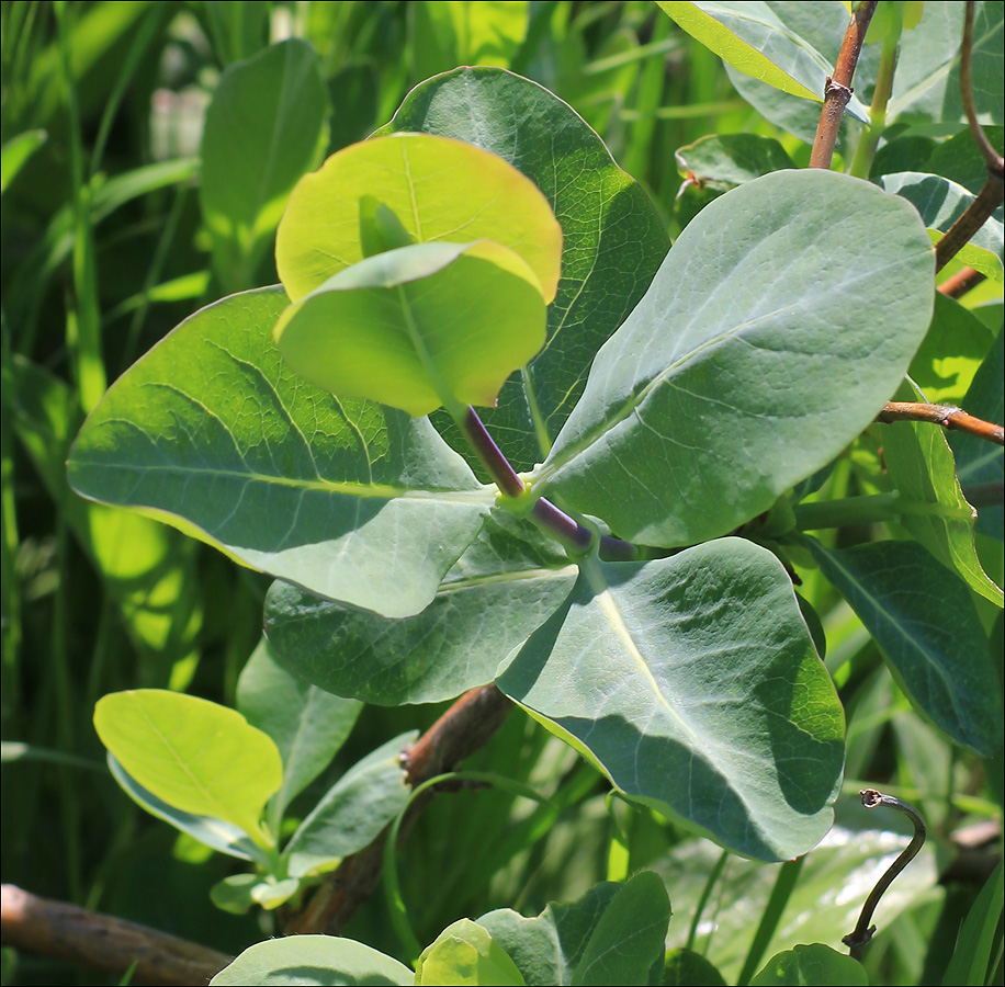 Image of Lonicera etrusca specimen.