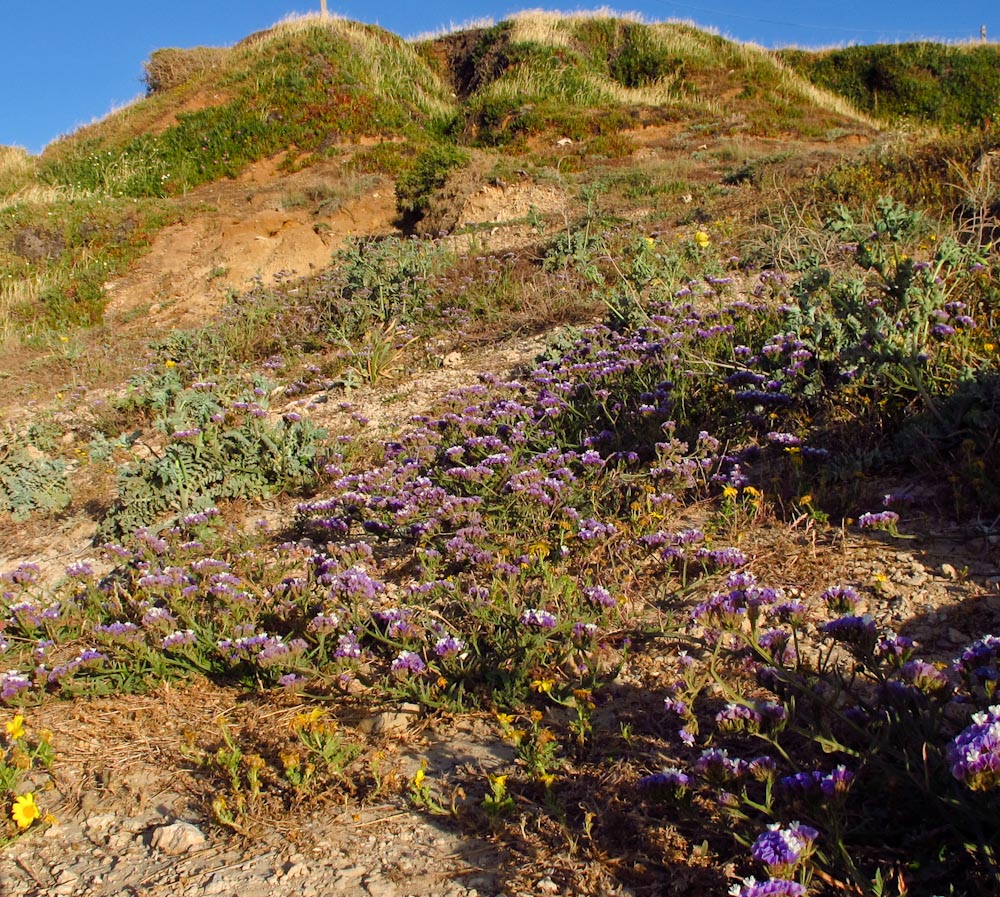 Image of Limonium sinuatum specimen.