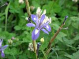 Image of taxon representative. Author is Борис Снег