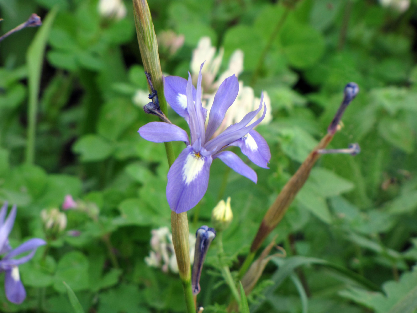 Изображение особи Moraea sisyrinchium.