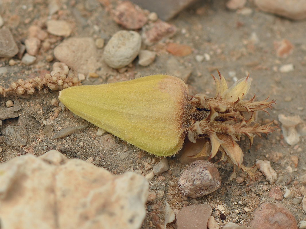 Изображение особи Pteranthus dichotomus.