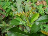 genus Pyracantha. Верхушка ветви с завязавшимися плодами. Крым, Ялта, в культуре. 30 мая 2012 г.