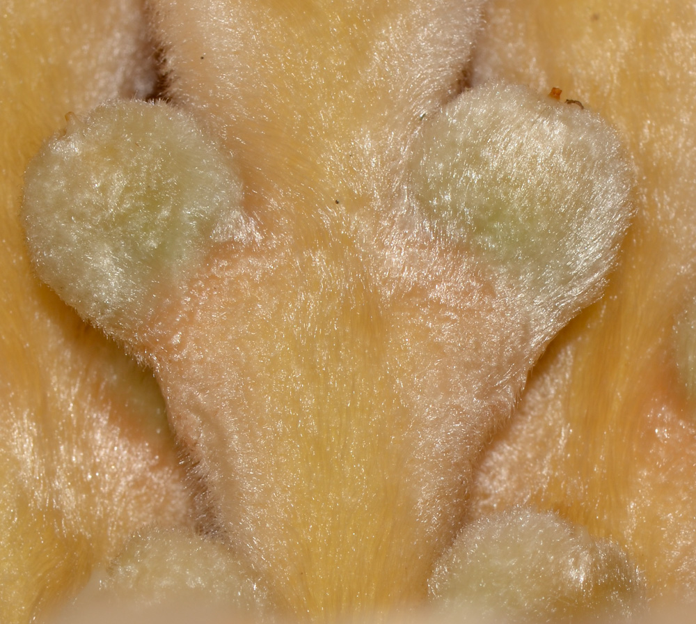 Image of Cycas revoluta specimen.