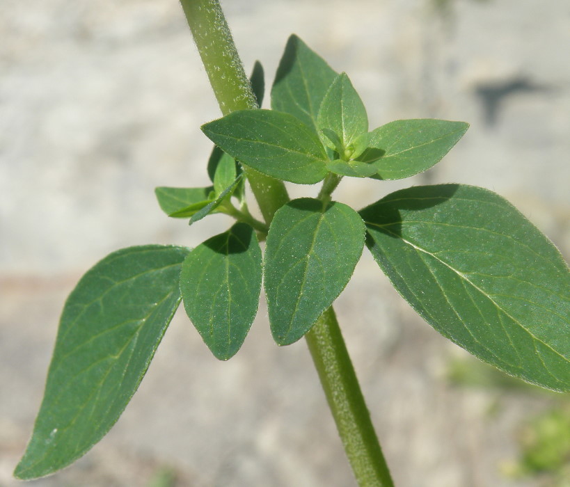 Image of Origanum vulgare ssp. viride specimen.
