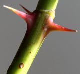 Image of taxon representative. Author is Валерий Куделя