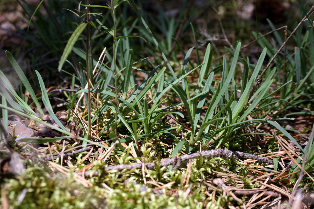 Image of Gypsophila fastigiata specimen.