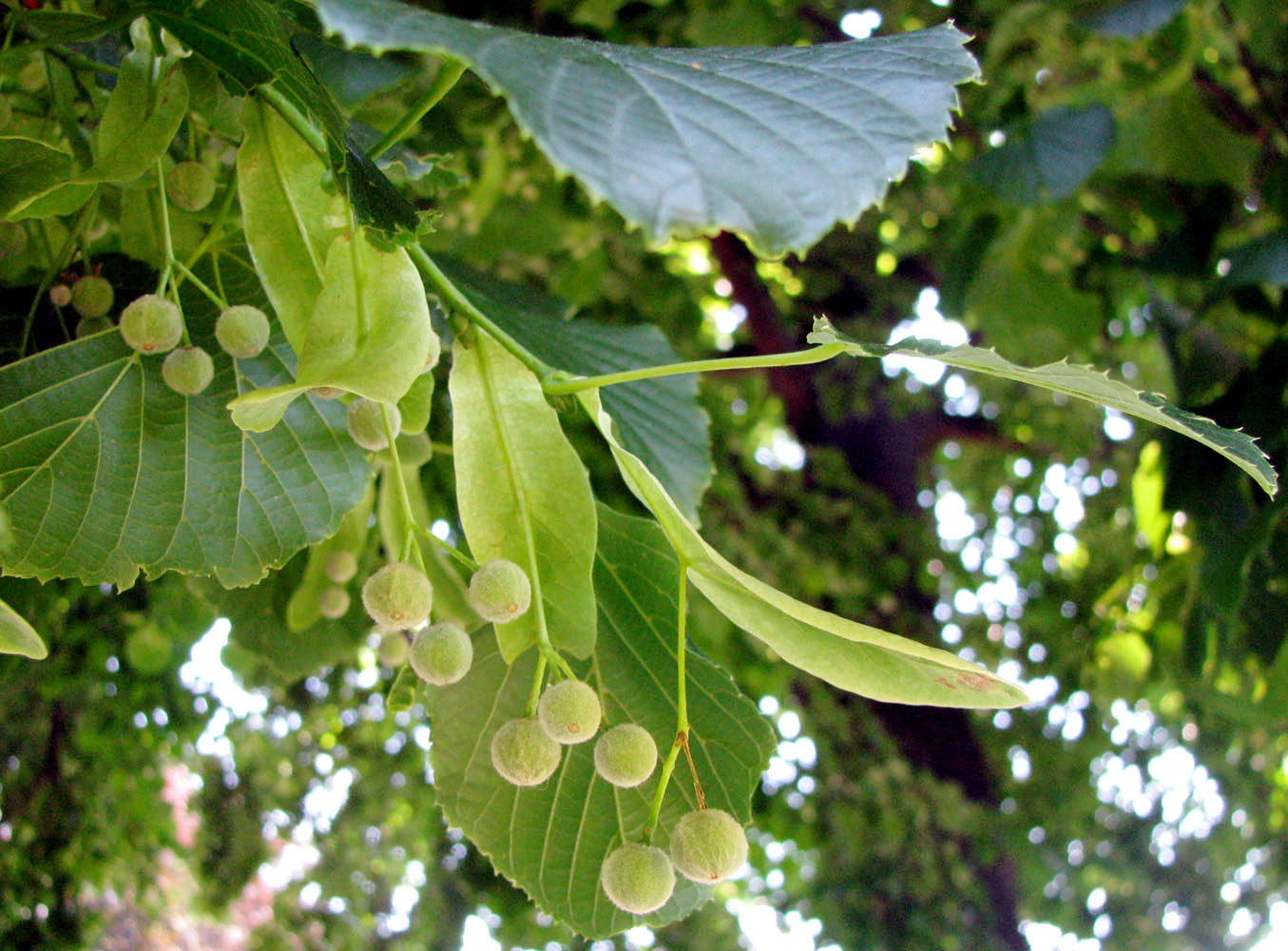 Image of Tilia platyphyllos specimen.