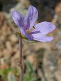 Erodium hoefftianum