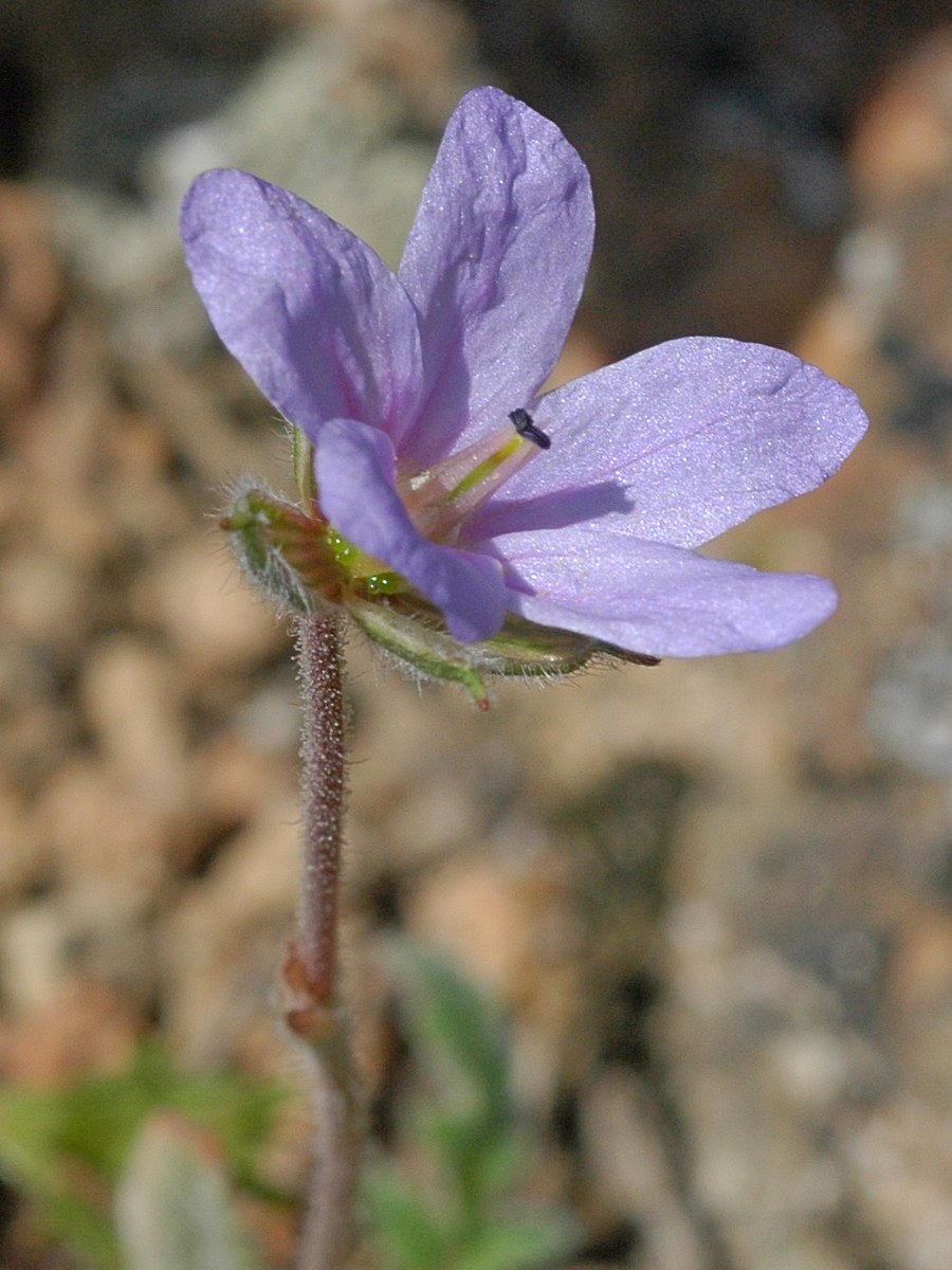 Image of Erodium hoefftianum specimen.