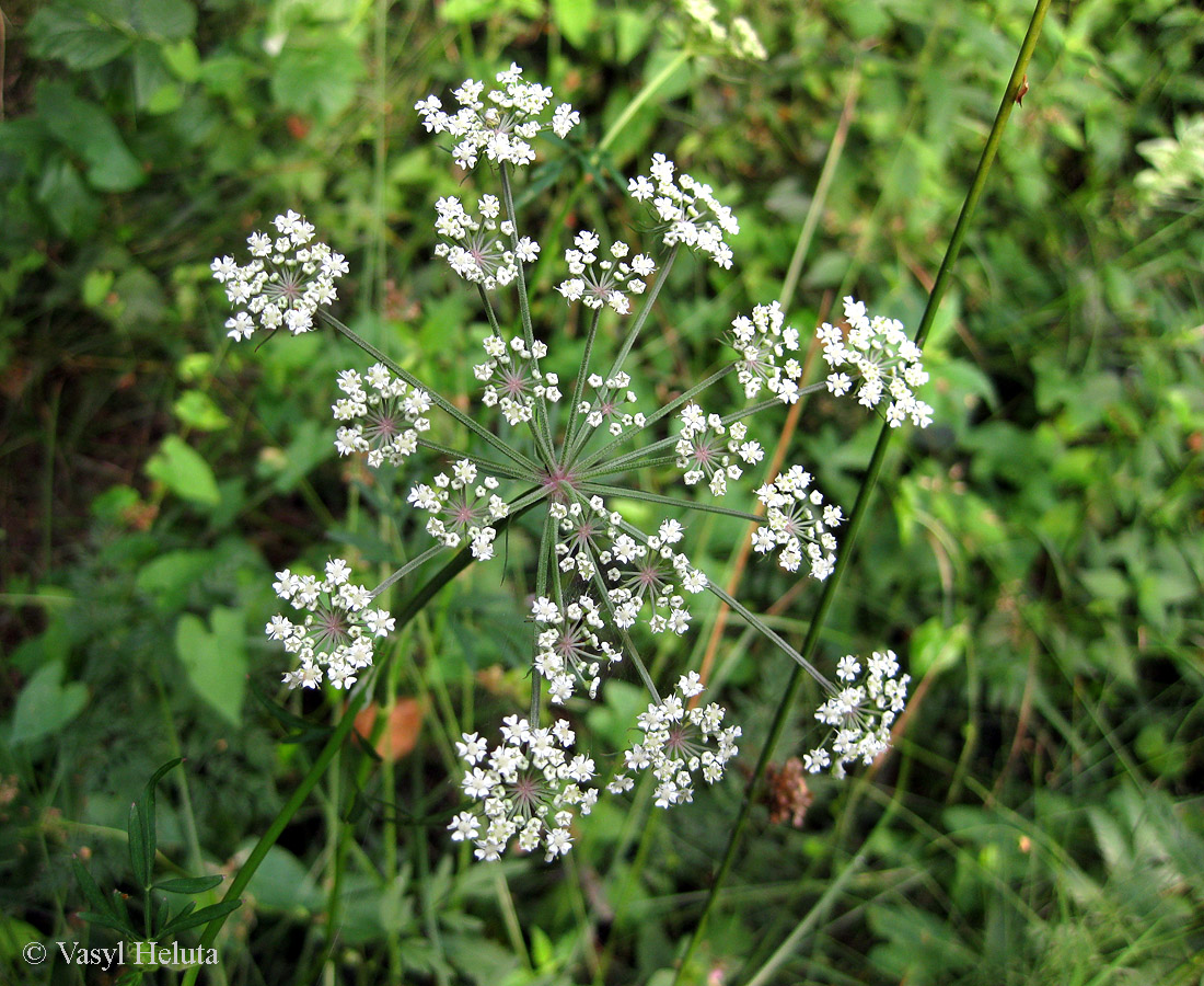 Image of Thyselium palustre specimen.