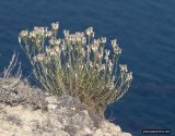 Jurinea stoechadifolia. Цветущее и плодоносящее растение. Крым, Тарханкутский п-ов, ур. Джангуль, сухая степь на кромке берегового обрыва. 06.08.2012.