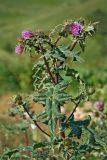 Cirsium czerkessicum. Верхушка цветущего растения. Республика Адыгея, плато Лаго-Наки, ур. Верх. Цыца. 24.07.2012.