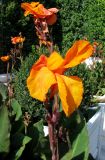 Canna indica. Соцветие. Австрия, Вена, Народный парк, 10.09.2012.