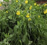 Brassica campestris