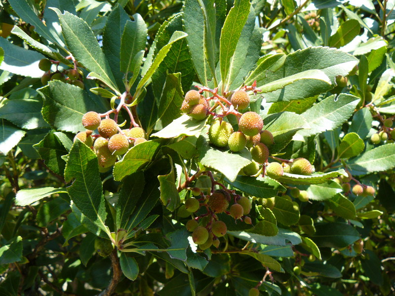 Image of Arbutus unedo specimen.