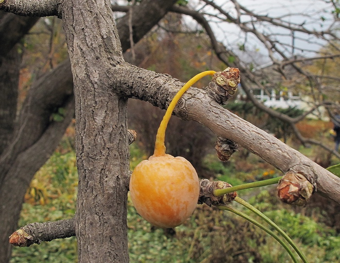 Image of Ginkgo biloba specimen.