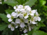 Cardamine leucantha