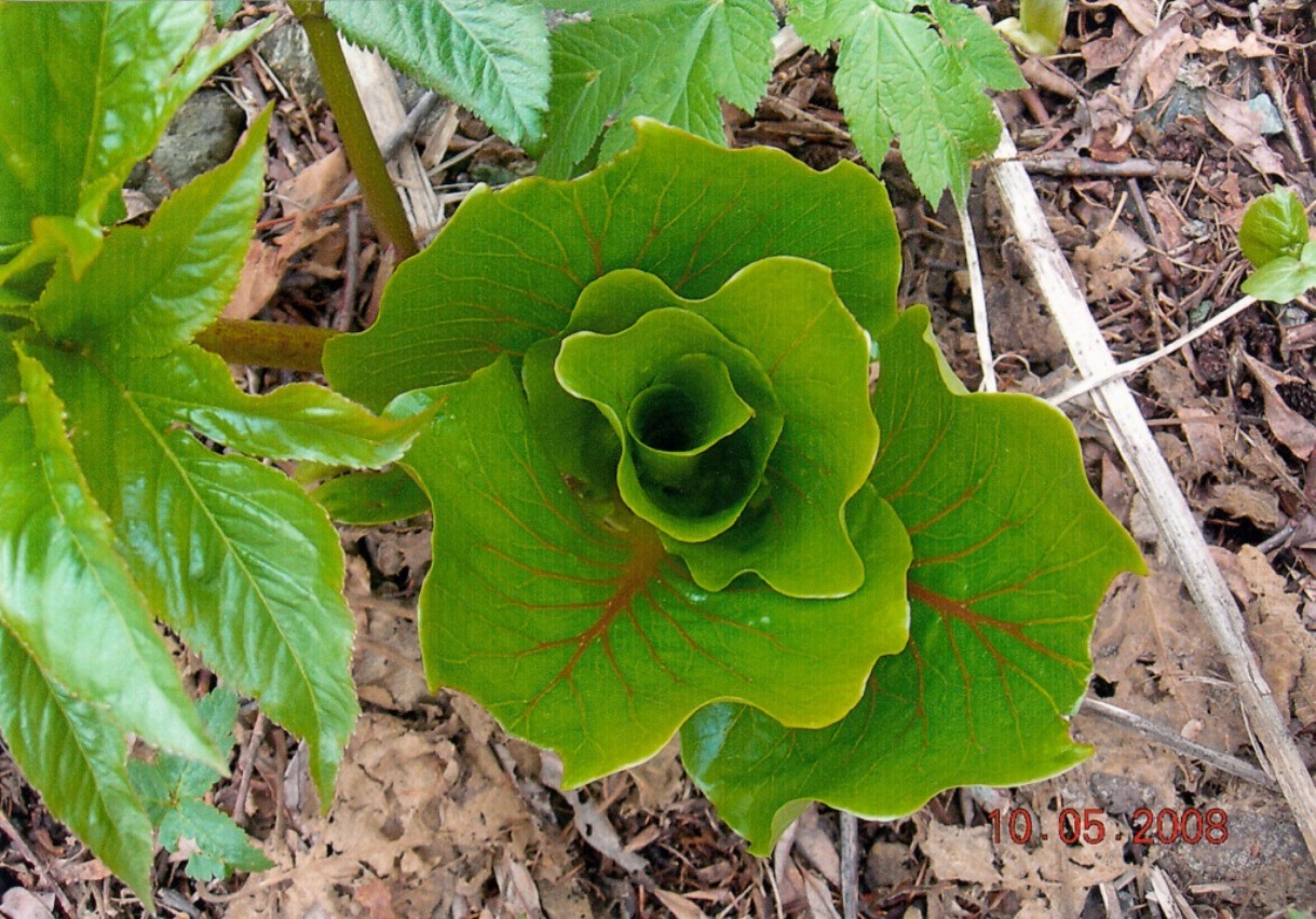 Image of Cardiocrinum cordatum specimen.