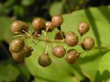 Maianthemum bifolium. Соплодие. Хабаровский край, Ванинский р-н, окр. пос. Высокогорный. 15.08.2012.