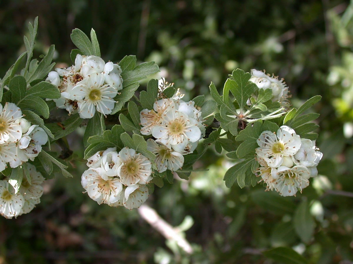 Image of Crataegus aronia specimen.