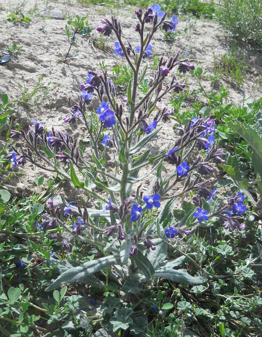 Image of Anchusa azurea specimen.