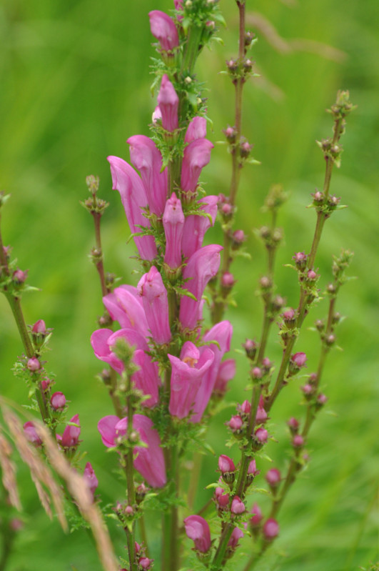 Изображение особи Pedicularis grandiflora.