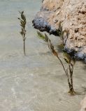 Avicennia marina. Молодые растения на мелководье. Египет, Синай, Рас Мохаммед. 21.02.2009.