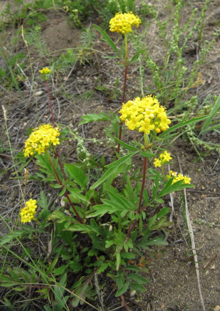 Изображение особи Patrinia rupestris.