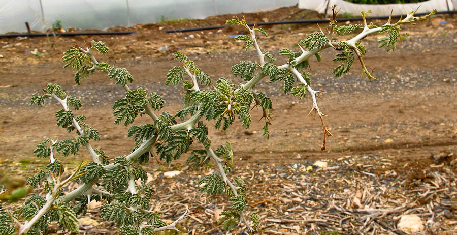 Image of Faidherbia albida specimen.