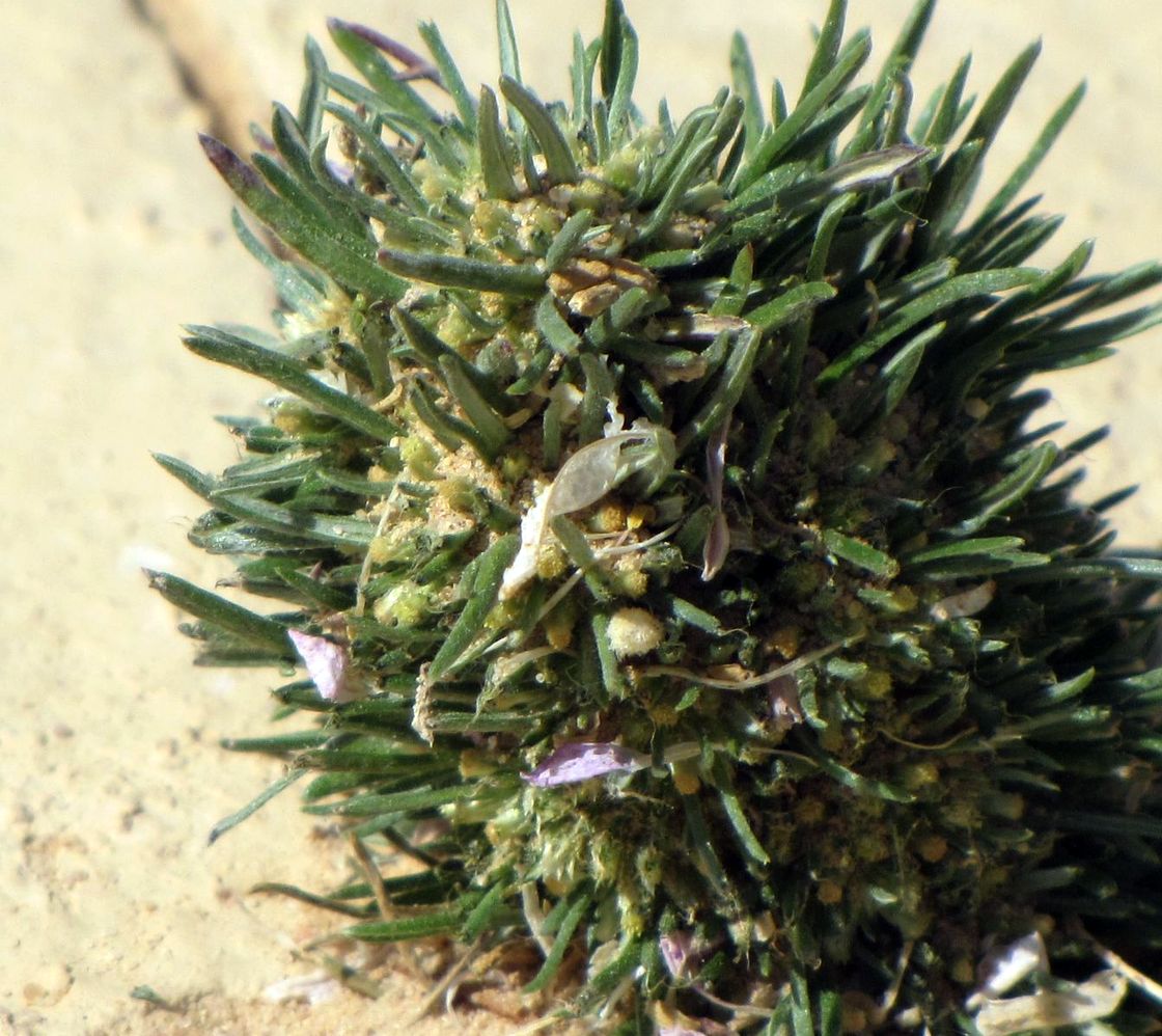 Image of Ifloga spicata ssp. albescens specimen.