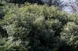 Osmanthus × burkwoodii