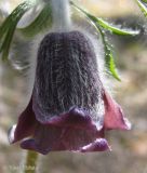 Pulsatilla pratensis