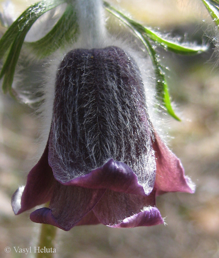 Изображение особи Pulsatilla pratensis.