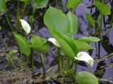 Calla palustris