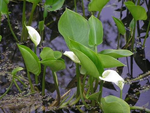 Image of Calla palustris specimen.