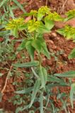Euphorbia heteradena. Цветущее растение. Армения, Вайоц Дзор, Нораванк. 11.05.2013.