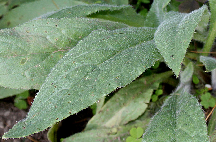 Image of Anchusa azurea specimen.