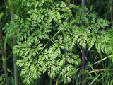 Chaerophyllum bulbosum. Лист. Ростовская обл., Неклиновский р-н, Носовское с/п, балка Камышовая. 09.06.2013.