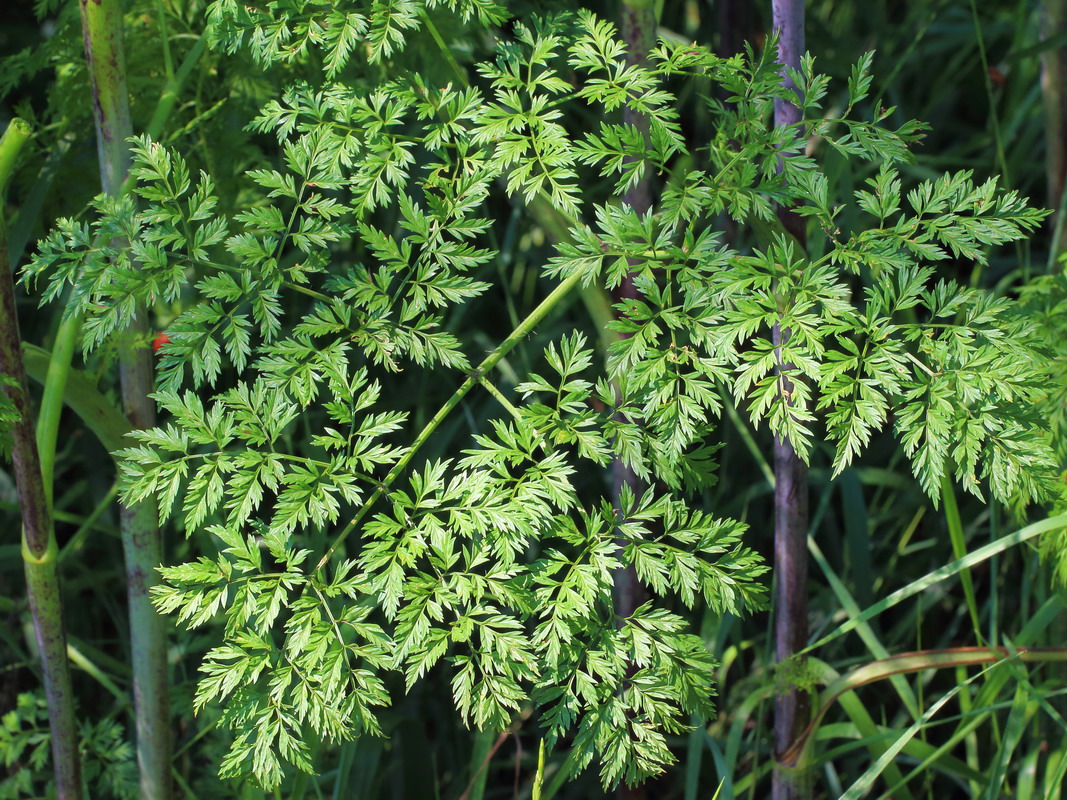 Изображение особи Chaerophyllum bulbosum.