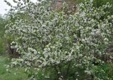 Malus orientalis