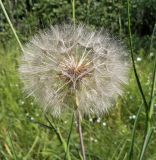 Tragopogon pratensis