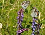 Vicia cracca. Соцветия с бабочками-голубянками. Приморский край, Уссурийский ГО, окр. с. Монакино, луг. 22.06.2013.