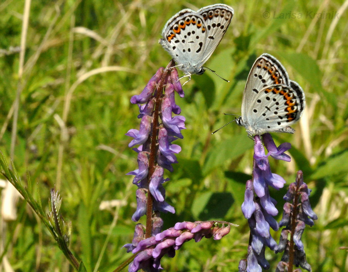 Image of Vicia cracca specimen.