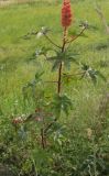 Ricinus communis