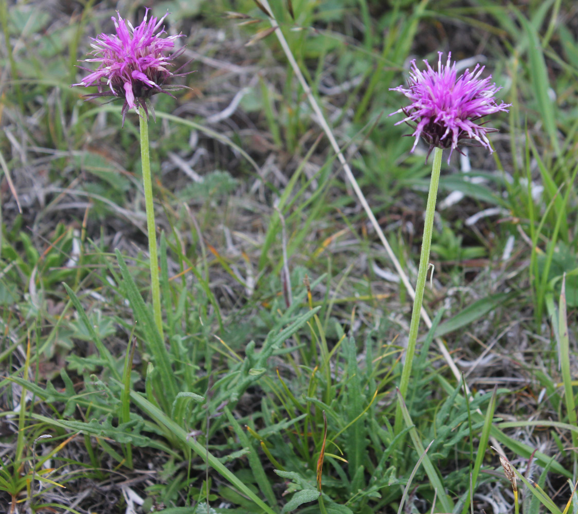 Image of Jurinea iljinii specimen.