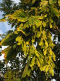 Acer negundo. Соплодия. Краснодарский край, окр. г. Крымск, пойма р. Адагум. 18.07.2013.