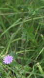 Geranium pyrenaicum