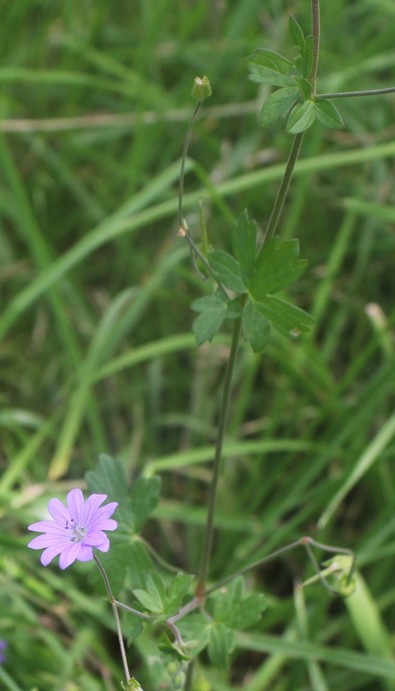 Изображение особи Geranium pyrenaicum.