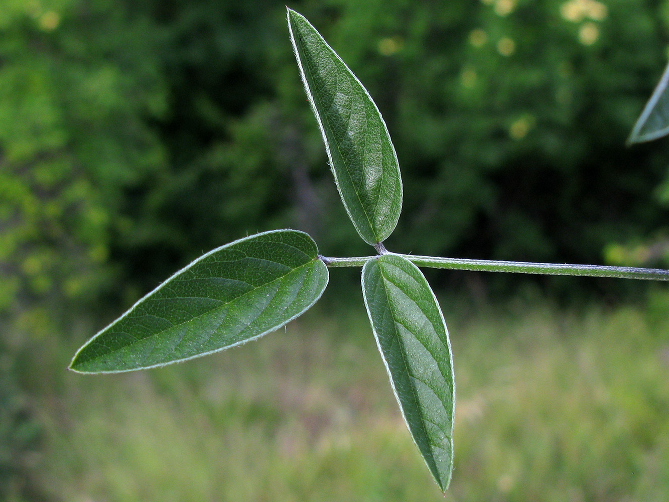 Изображение особи Psoralea bituminosa ssp. pontica.